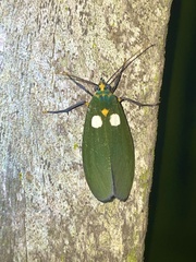 Carpostalagma viridis