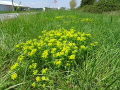 Euphorbia verrucosa