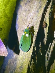 Carpostalagma viridis