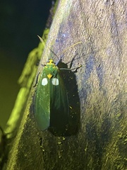Carpostalagma viridis