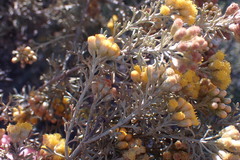 Pentzia dentata