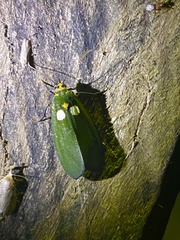 Carpostalagma viridis
