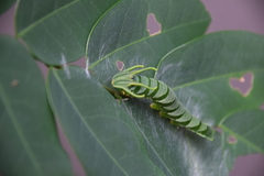 Polyura hebe plautus
