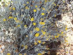 Pentzia dentata