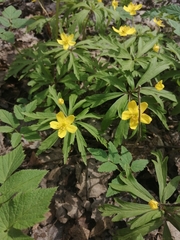 Anemonoides ranunculoides