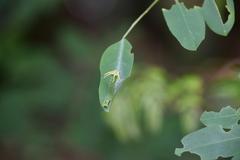 Polyura hebe plautus