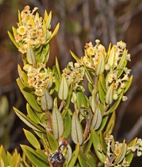 Phylica oleifolia