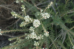 Phylica axillaris