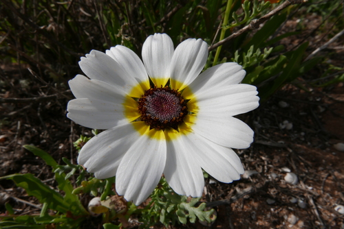 Glebionis carinata image