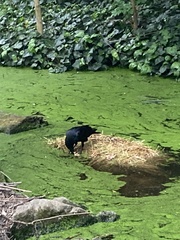 Corvus corone