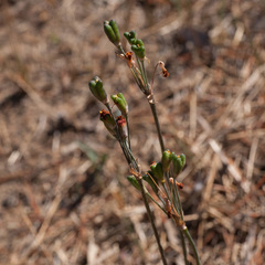 Tulbaghia alliacea