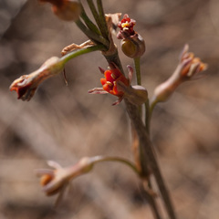Tulbaghia alliacea