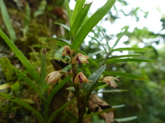 Maxillaria dendrobioides