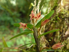 Maxillaria dendrobioides