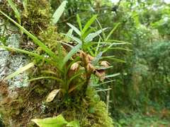 Maxillaria dendrobioides