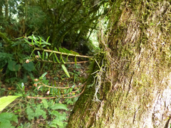 Maxillaria dendrobioides