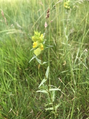 Rhinanthus minor