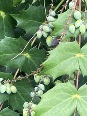 Berberis