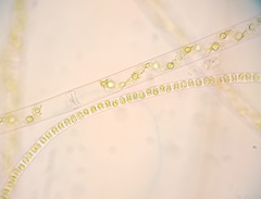 Ulothrix