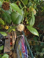 Mitragyna parvifolia