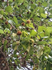 Mitragyna parvifolia