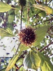 Mitragyna parvifolia