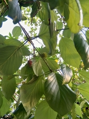 Mitragyna parvifolia