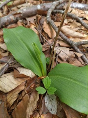 Platanthera chlorantha