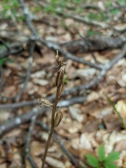 Platanthera chlorantha