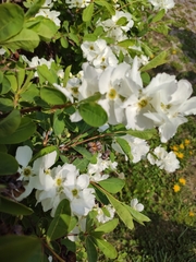 Exochorda
