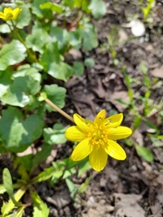 Ficaria verna