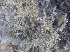 Crassula muscosa
