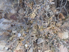 Crassula muscosa