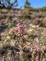 Erica placentiflora