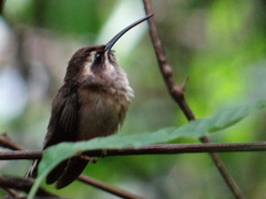 Phaethornis squalidus