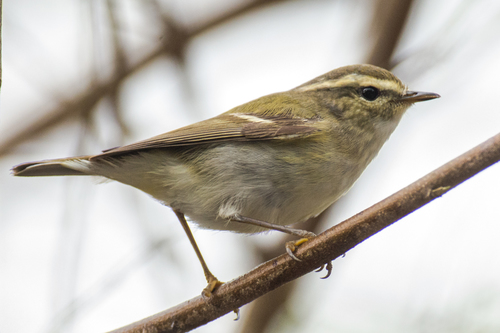 Hume's Leaf Warbler