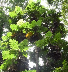 Artocarpus elasticus