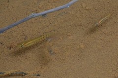 Aplocheilus lineatus