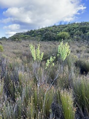 Erica filipendula