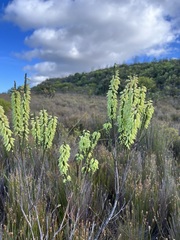 Erica filipendula