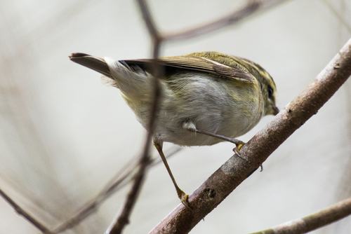 Hume's Leaf Warbler