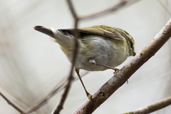 Hume's Leaf Warbler photo 5