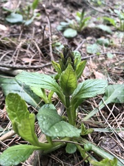 Ajuga reptans