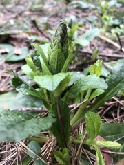 Ajuga reptans
