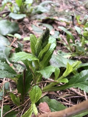 Ajuga reptans