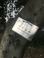 Ficus benjamina comosa