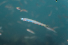 Ptereleotris monoptera