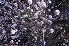 Stoebe microphylla