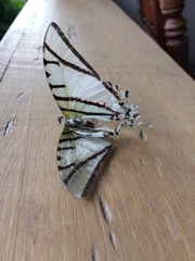 Protesilaus telesilaus