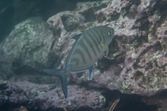 Ferdauia ferdau